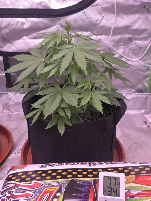 Purple Skank. Week 4