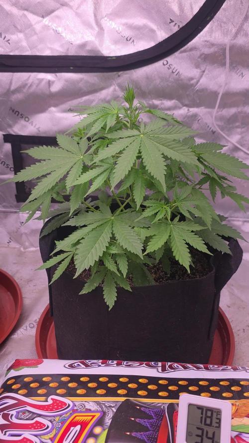Grow Tent S848 96"x48"x80". Week 4