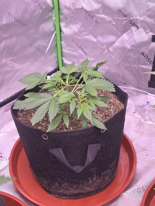 Super Skank. Week 4