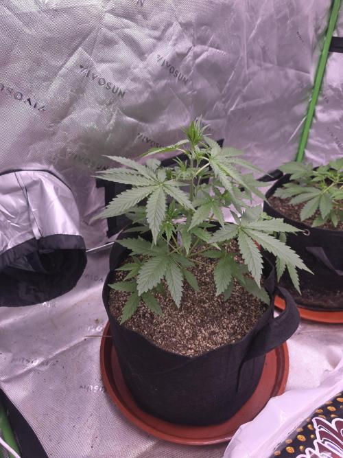 Super Skank. Week 4