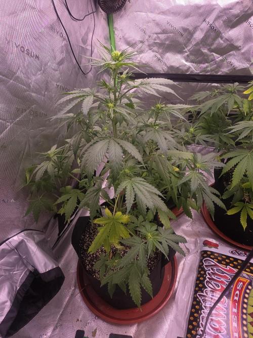 Super Skank. Week 5