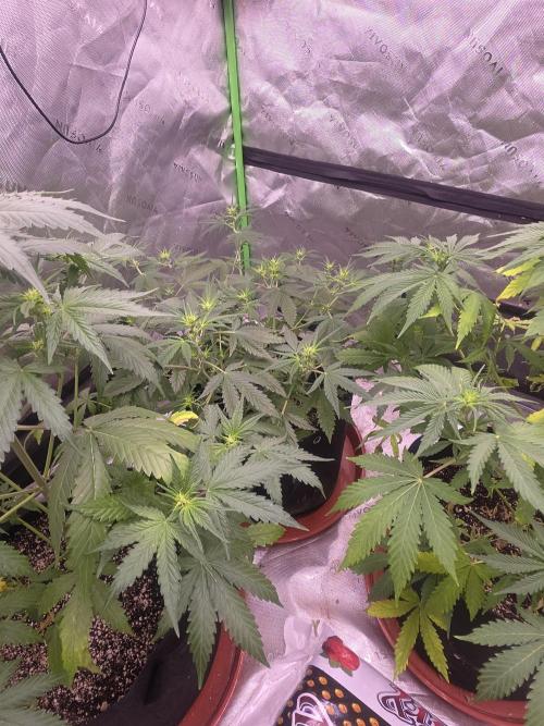 Super Skank. Week 5