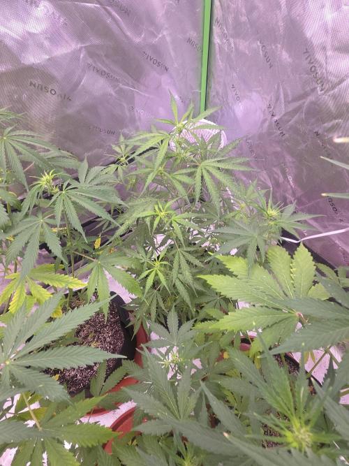 Purple Skank. Week 5