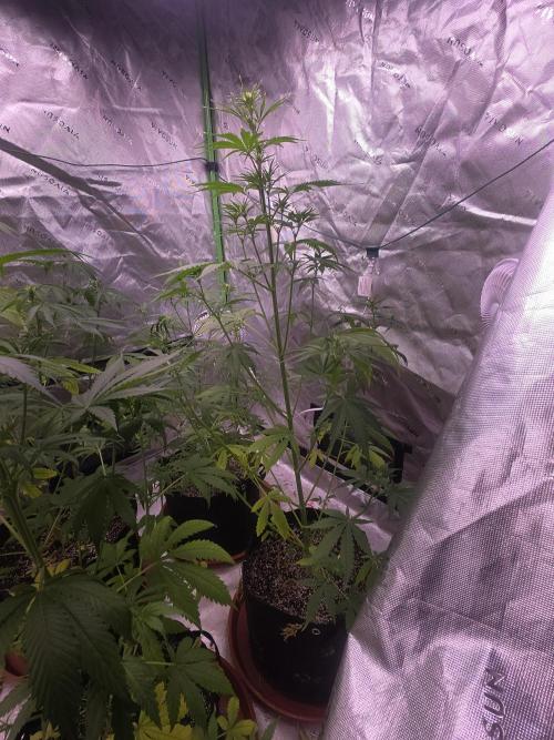 Purple Skank. Week 5