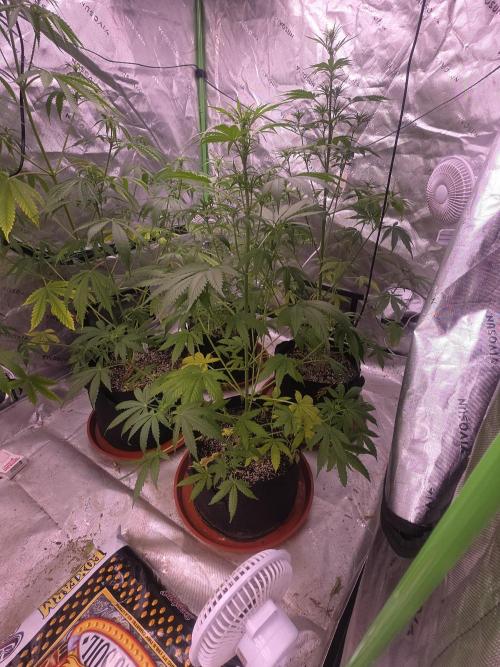 Purple Skank. Week 5