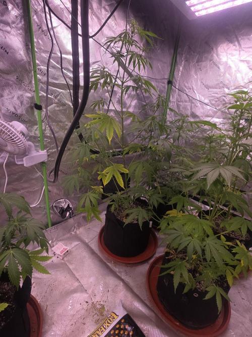 Purple Skank. Week 5