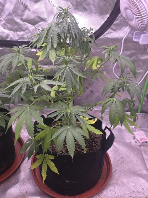 Grow Tent S848 96"x48"x80". Week 5