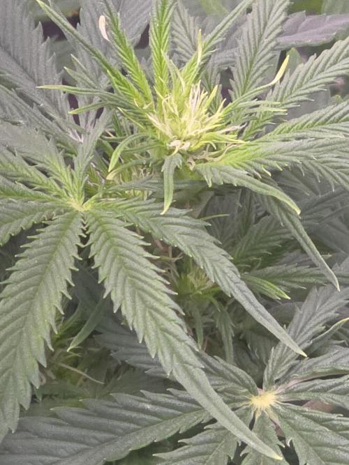 Purple Skank. Week 6