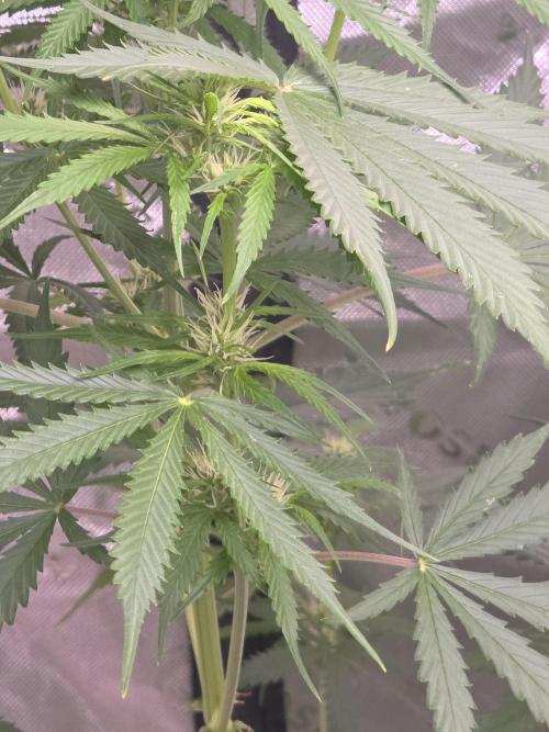 Purple Skank. Week 6