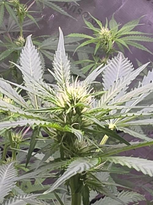 Purple Skank. Week 6