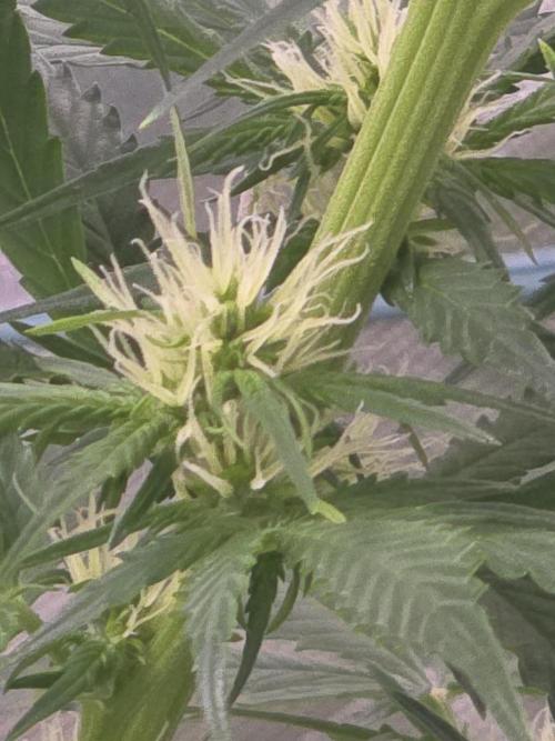 Purple Skank. Week 6