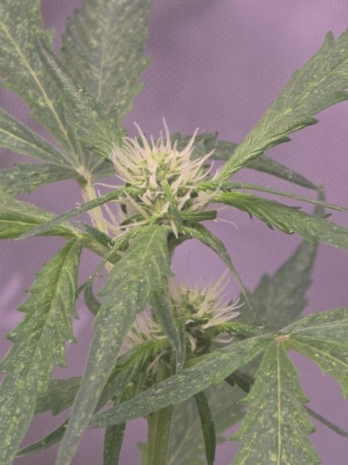 Purple Skank. Week 6