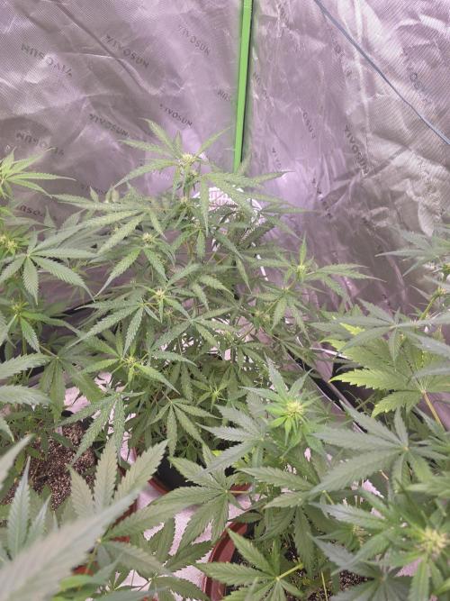 Purple Skank. Week 6