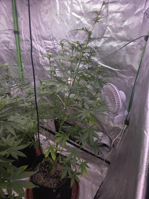 Purple Skank. Week 6