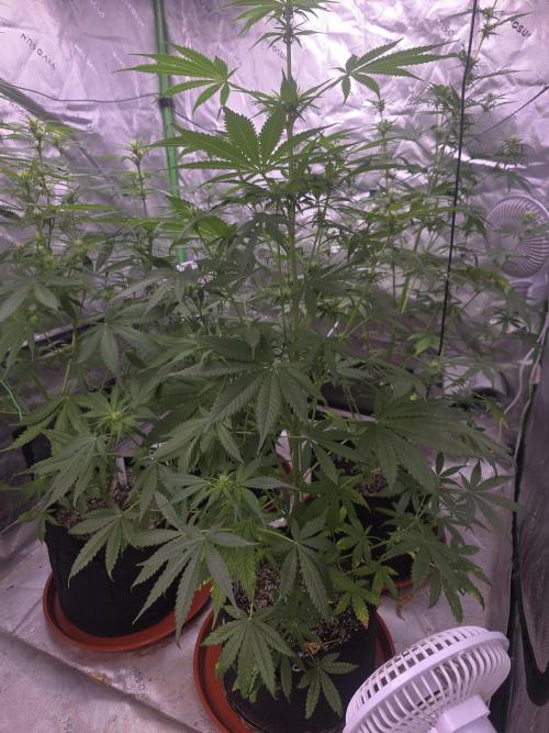 Purple Skank. Week 6