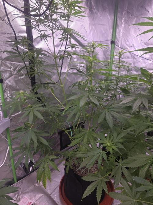 Purple Skank. Week 6