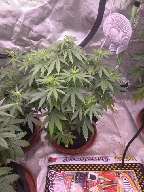 Purple Skank. Week 6