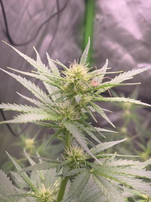 Super Skank. Week 6