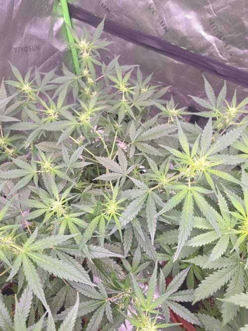 Super Skank. Week 6