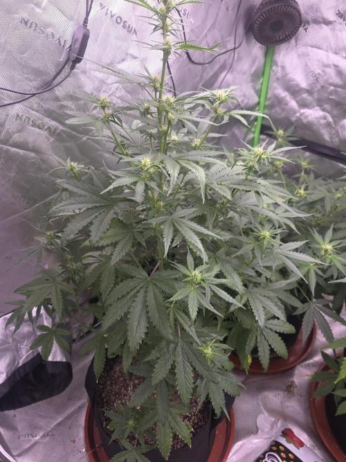Super Skank. Week 6