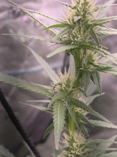Super Skank. Week 7