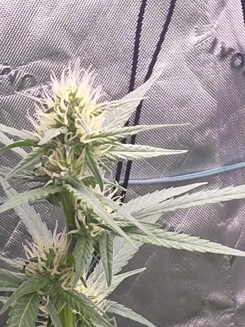 Super Skank. Week 7
