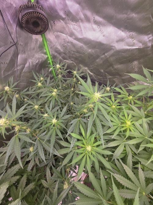 Super Skank. Week 7
