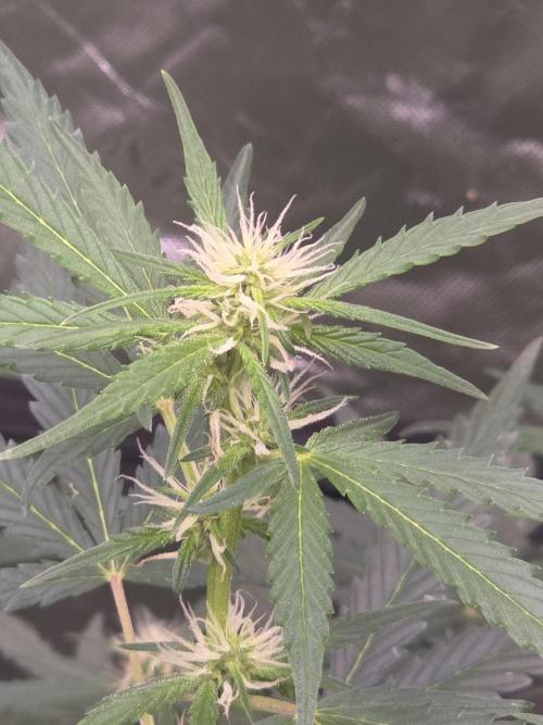 Super Skank. Week 7