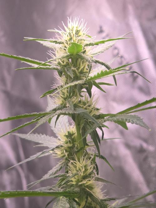 Purple Skank. Week 7