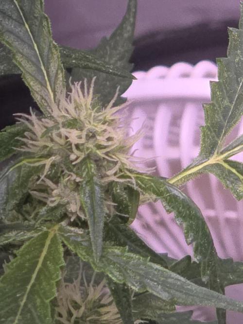 Purple Skank. Week 7