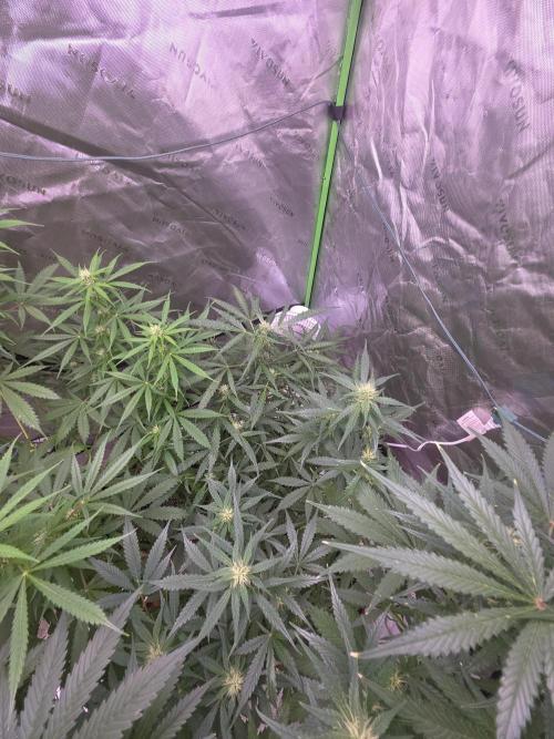 Purple Skank. Week 7