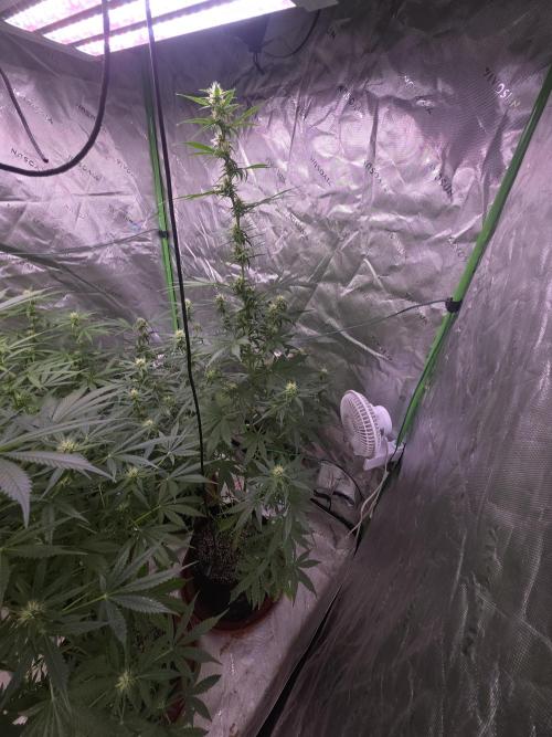 Purple Skank. Week 7