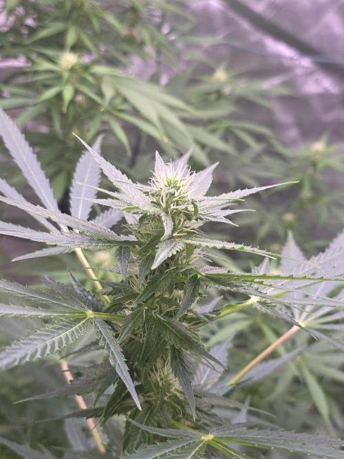 Purple Skank. Week 7