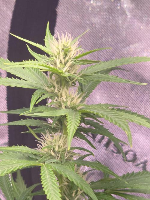 Purple Skank. Week 7