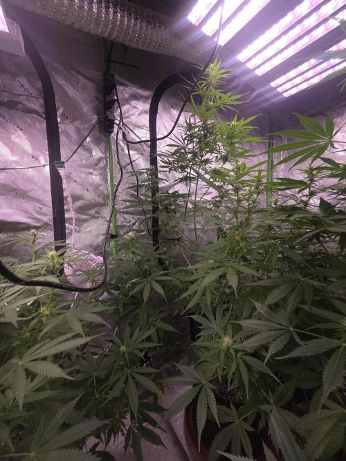 Purple Skank. Week 7