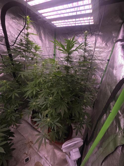 Purple Skank. Week 7