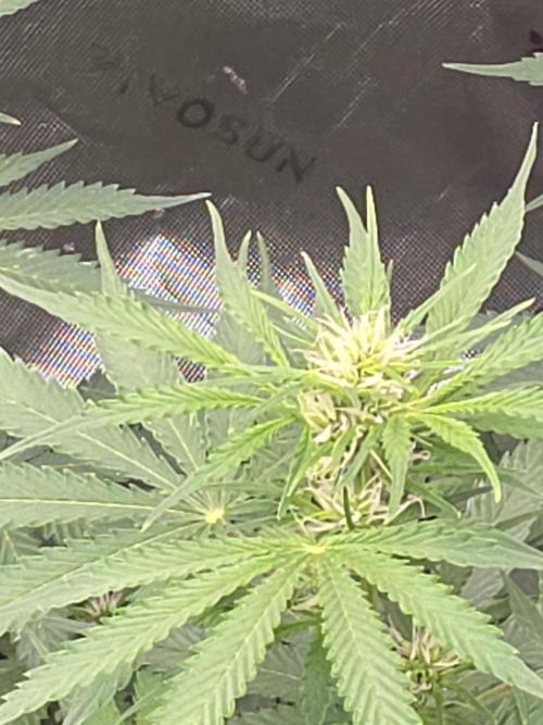Purple Skank. Week 7