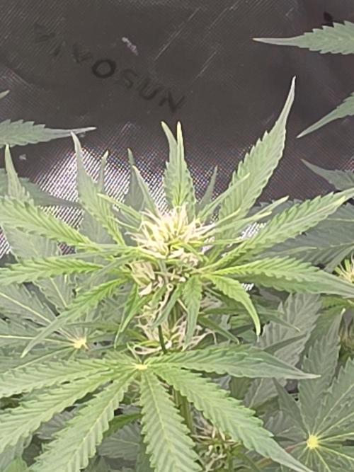 Purple Skank. Week 7