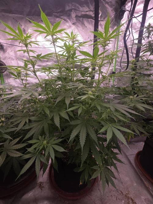 Purple Skank. Week 7