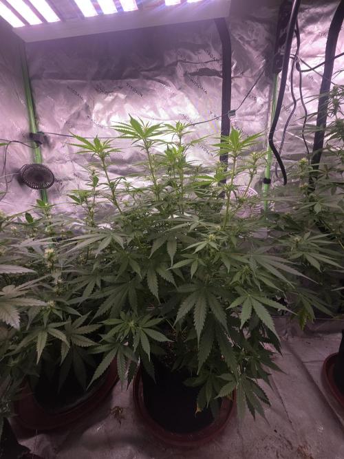 Purple Skank. Week 7