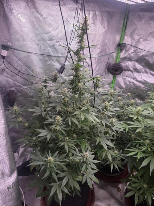 Super Skank. Week 8