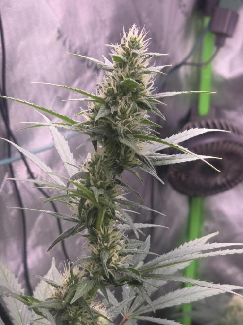 Super Skank. Week 8