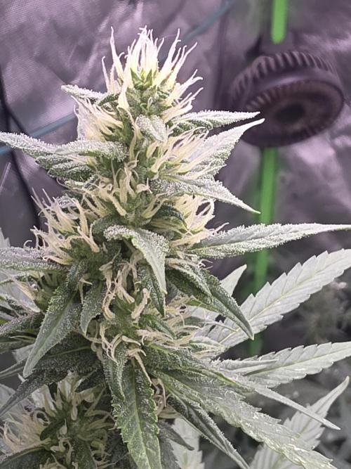 Super Skank. Week 8
