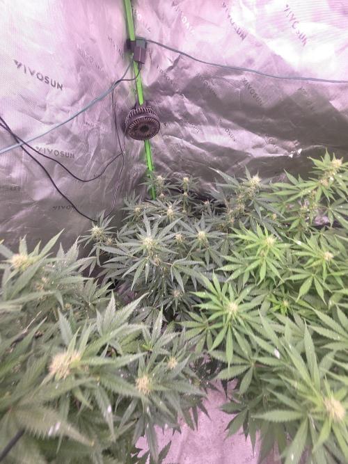 Super Skank. Week 8