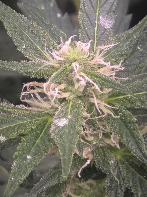 Grow Tent S848 96"x48"x80". Week 8