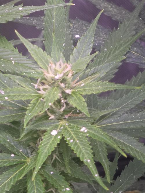 Purple Skank. Week 8