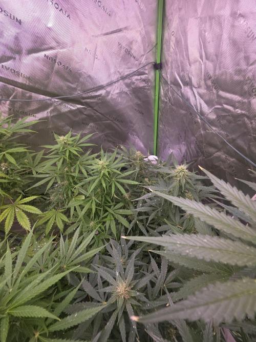 Purple Skank. Week 8
