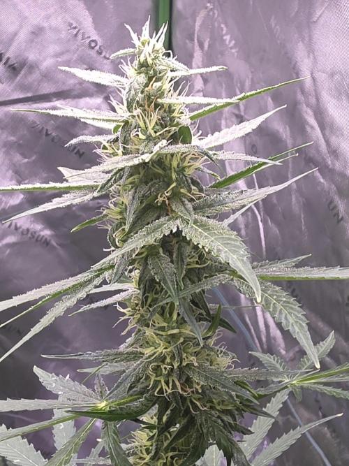 Purple Skank. Week 8