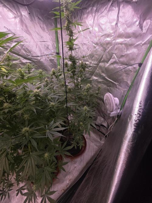 Purple Skank. Week 8