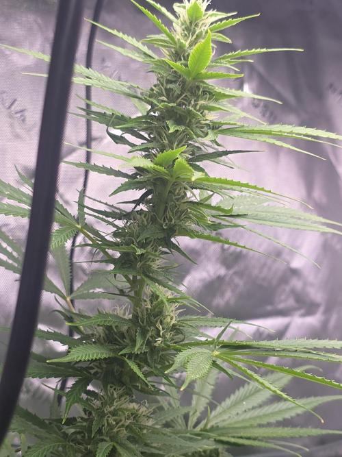 Purple Skank. Week 8
